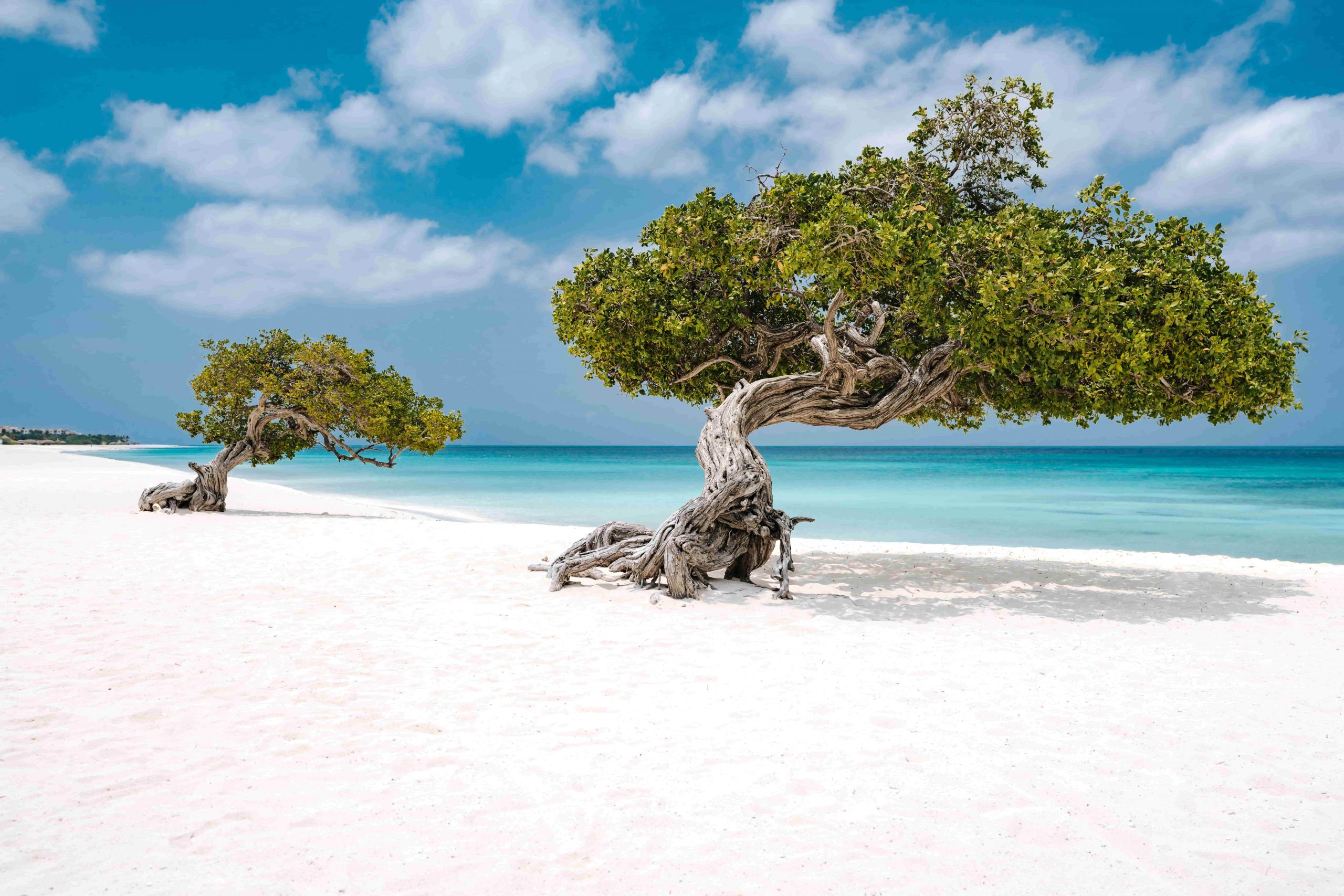 Aruba Fofoti Trees Eagle Beach