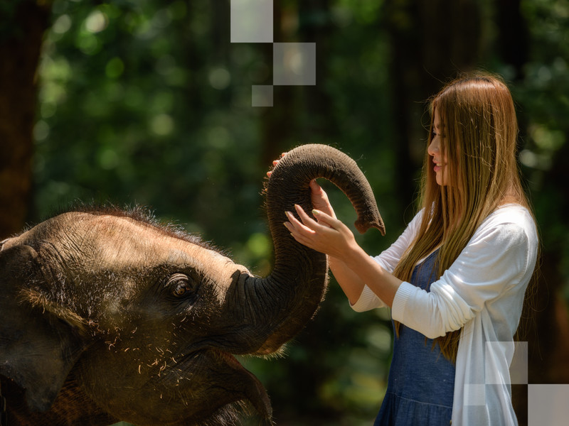 Pasa tiempo con elefantes en un santuario ético