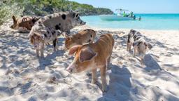Hoteles en Exuma