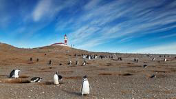 Busca vuelos baratos a Punta Arenas