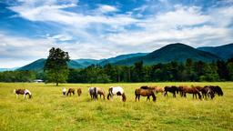Busca vuelos baratos a Tennesse