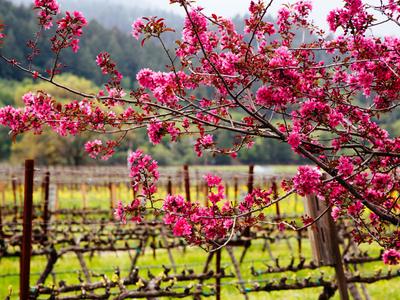 Napa