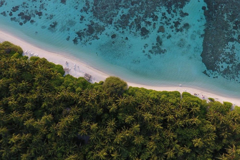Plumeria Maldives